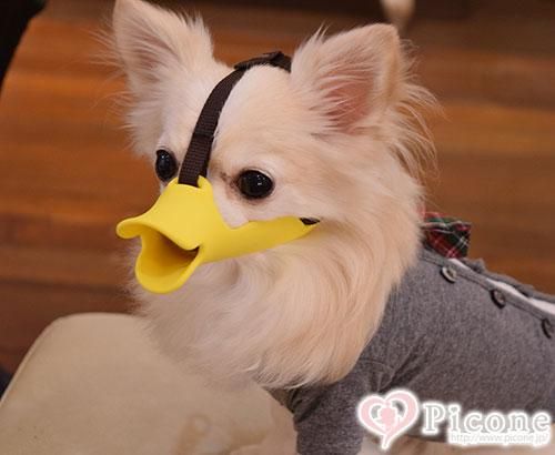 Oppo Quack クァック 犬用口輪 Newssサイズ ドッググッズ 通販 販売 プードルごはんの Picone ピコネ