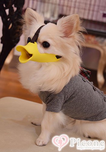 Oppo Quack クァック 犬用口輪 Newssサイズ ドッググッズ 通販 販売 プードルごはんの Picone ピコネ
