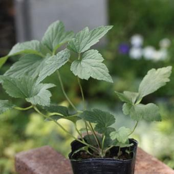 秋明菊 ダイアナ 山野草 高山植物の通信販売店 岩崎園芸ネットストア