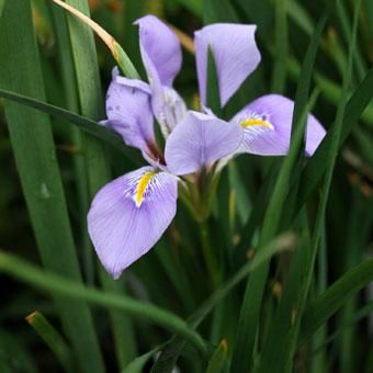 寒咲きアヤメ 山野草 高山植物の通信販売店 岩崎園芸ネットストア