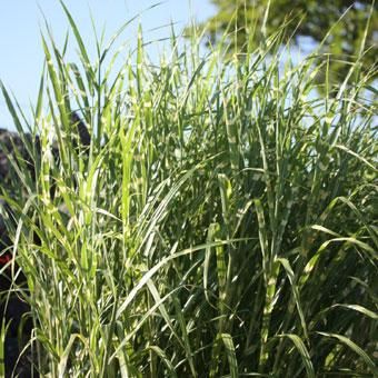 タカノハススキ 山野草 高山植物の通信販売店 岩崎園芸ネットストア