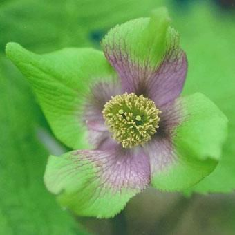 緑花シラネアオイ7寸鉢 山野草 高山植物の通信販売店 岩崎園芸ネットストア