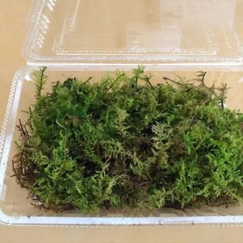 コケパックシノブゴケ 山野草 高山植物の通信販売店 岩崎園芸ネットストア