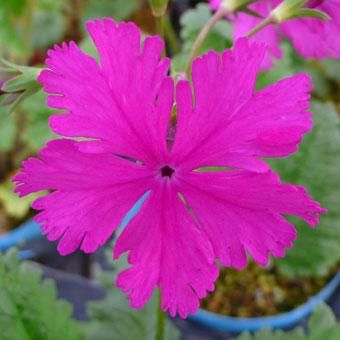 日本桜草 朝日 山野草 高山植物の通信販売店 岩崎園芸ネットストア