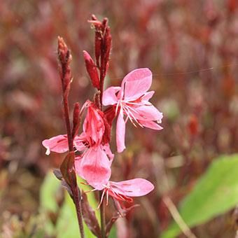 ガウラ シスキューピンク 山野草 高山植物の通信販売店 岩崎園芸ネットストア