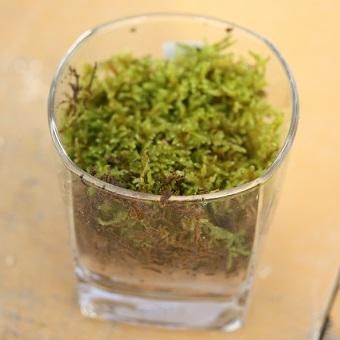 苔グラスハイゴケ 山野草 高山植物の通信販売店 岩崎園芸ネットストア