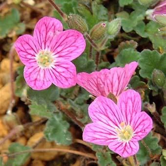 大輪オランダフウロ 山野草 高山植物の通信販売店 岩崎園芸ネットストア