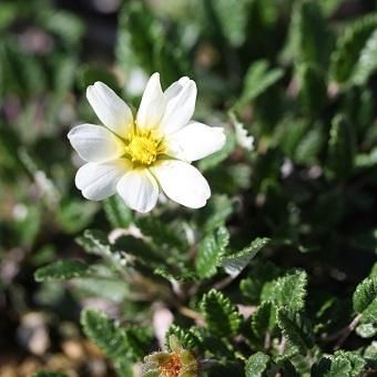 洋種チョウノスケソウ 山野草 高山植物の通信販売店 岩崎園芸ネットストア