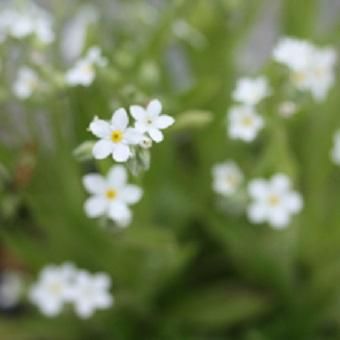 宿根白花忘れな草 山野草 高山植物の通信販売店 岩崎園芸ネットストア