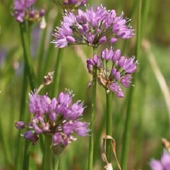 アリウム ミレニアム 山野草 高山植物の通信販売店 岩崎園芸ネットストア