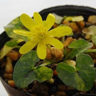 斑入り姫リュウキンカ 山野草 高山植物の通信販売店 岩崎園芸ネットストア