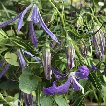 青花白糸ホタルブクロ 山野草 高山植物の通信販売店 岩崎園芸ネットストア