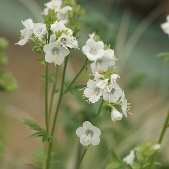 白花ハナシノブ