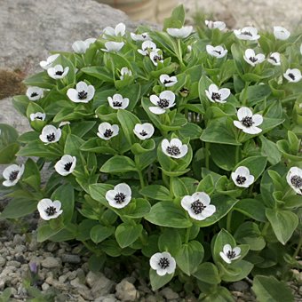 エゾゴゼンタチバナ 北海道の山野草 宿根草 高山植物販売専門店岩崎園芸ネットストア