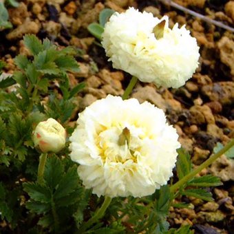 八重咲きチングルマ 北海道の山野草 宿根草 高山植物販売専門店岩崎園芸ネットストア