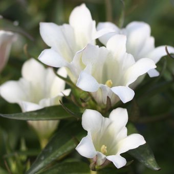 白花ササリンドウ