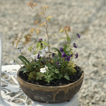 寄せ植え 山野草 宿根草 高山植物販売専門店岩崎園芸ネットストア