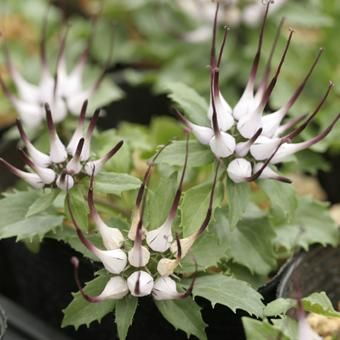 アクマノツメ 珍しい高山植物販売 北海道 岩崎園芸ネットストア