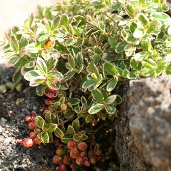 白覆輪コケモモ 山野草 宿根草販売岩崎園芸ネットストア