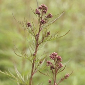 羽衣フジバカマ 山野草 高山植物の通信販売店 岩崎園芸ネットストア