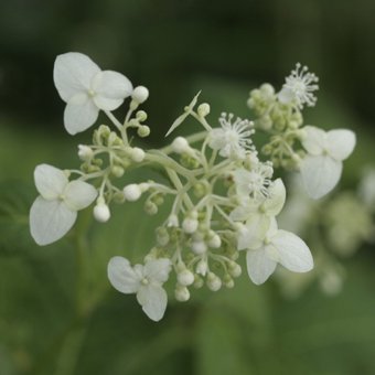 白花クサアジサイ