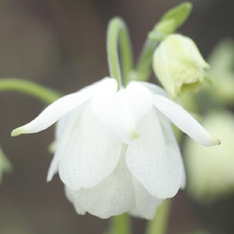 八重咲き風鈴オダマキ ホワイト系 山野草 高山植物の通信販売店 岩崎園芸ネットストア