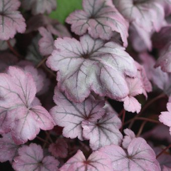 ヒューケラ ミッドナイトバイユー 山野草 高山植物の通信販売店 岩崎園芸ネットストア