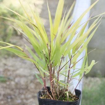 黄金フウチソウ 山野草 高山植物の通信販売店 岩崎園芸ネットストア