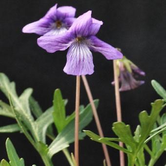 春の野に咲くスミレ 山野草 高山植物の通信販売店 岩崎園芸ネットストア