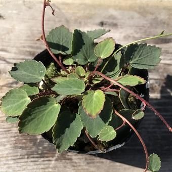 イワユキノシタ 山野草 高山植物の通信販売店 岩崎園芸ネットストア