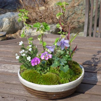 母の日ギフト 山野草寄せ植え 山野草 高山植物の通信販売店 岩崎園芸ネットストア