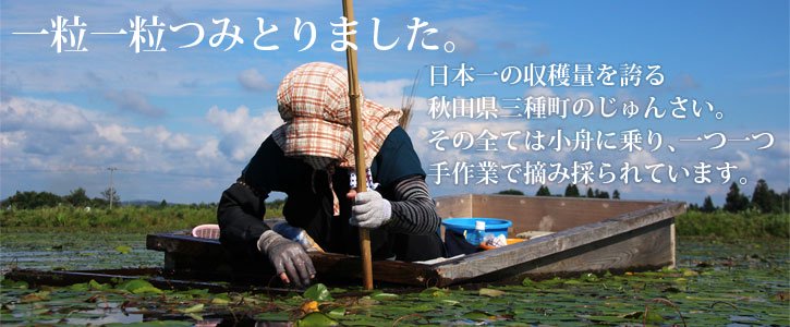 一粒一粒つみとりました。生産量日本一、秋田県三種町のじゅんさい。その全ては小舟に乗り、ひとつひとつ手作業で収穫されています。