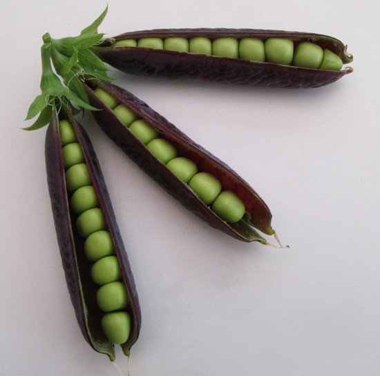 ツタンカーメン の エンドウ 豆