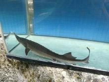 シベリアチョウザメ約50cm