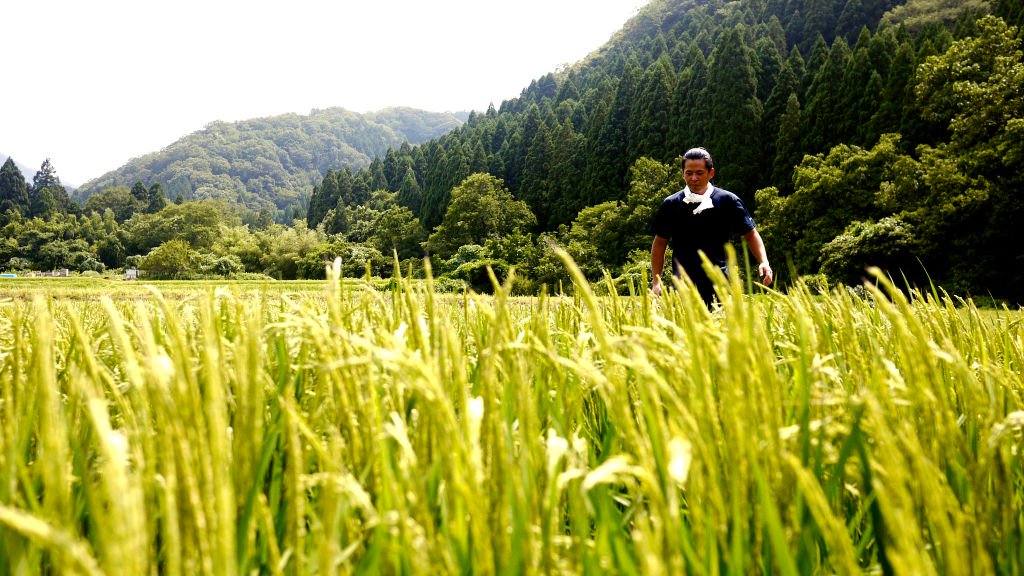 山里清流米の圃場