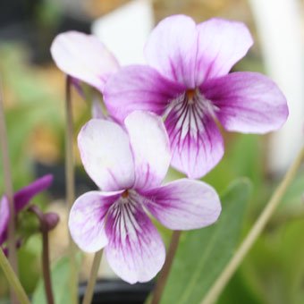 春の野に咲くスミレ - 山野草・高山植物の通信販売店｜岩崎園芸ネットストア