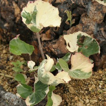 浮雲ツワブキ ツワブキ 山野草 宿根草 高山植物販売専門店岩崎園芸ネットストア