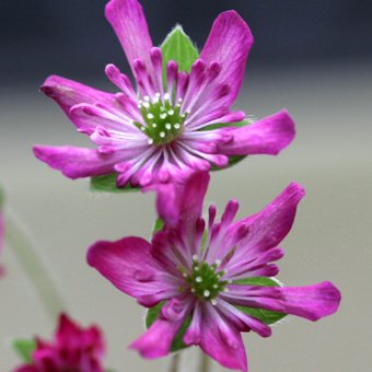 変化咲き雪割草 - 山野草・高山植物の通信販売店｜岩崎園芸ネットストア