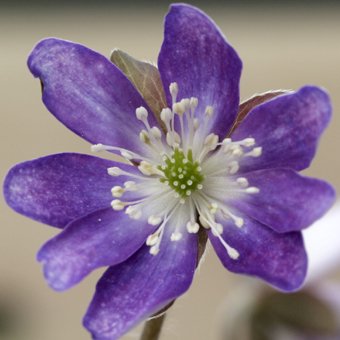 変化咲き雪割草 - 山野草・高山植物の通信販売店｜岩崎園芸ネットストア