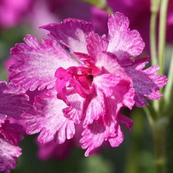 八重咲きサクラソウ「舞紅葉」 - 山野草・高山植物の通信販売店