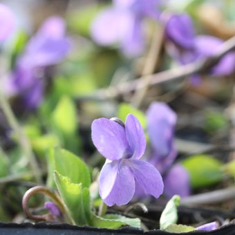 ニオイスミレ「トラベック」 - 山野草・宿根草・高山植物販売専門店岩崎園芸ネットストア