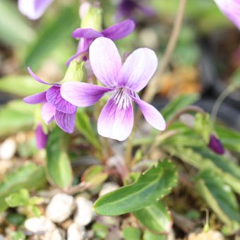 春の野に咲くスミレ - 山野草・高山植物の通信販売店｜岩崎園芸ネットストア