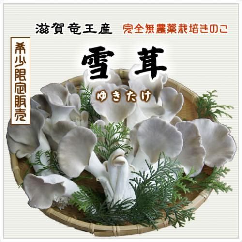 雪茸 ゆきたけ 生 500g 滋賀竜王産 竜王きのこ農園レコズファーム 滋賀県竜王町 足太あわび茸 通販ストア 雪茸 ゆきたけ 生 500g 滋賀竜王産 竜王きのこ農園レコズファーム 滋賀県竜王町 足太あわび茸 通販ストア