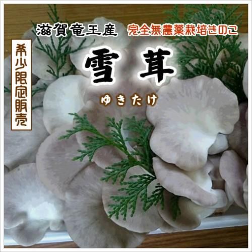 雪茸 ゆきたけ 生 1kg 滋賀竜王産 竜王きのこ農園レコズファーム 滋賀県竜王町 足太あわび茸 通販ストア 雪茸 ゆきたけ 生 1kg 滋賀竜王産 竜王きのこ農園レコズファーム 滋賀県竜王町 足太あわび茸 通販ストア