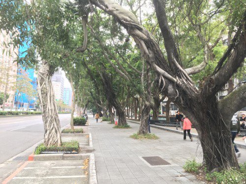台湾の街路樹２