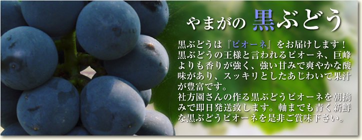 九州熊本産ぶどう｜九州産の米や果物など、農家直送通販｜FLCパートナーズストア
