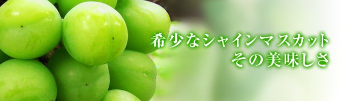 九州熊本産シャインマスカット500g｜九州産の米や果物など、農家直送通販｜FLCパートナーズストア