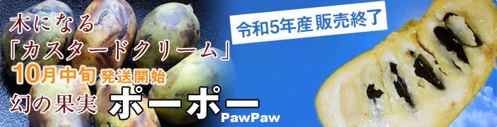 木になる「カスタードクリーム」幻の果実 ポーポー(PawPaw)限定予約販売