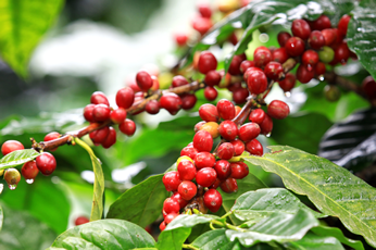 コーヒーは木の実であり、フルーツでもあります!!