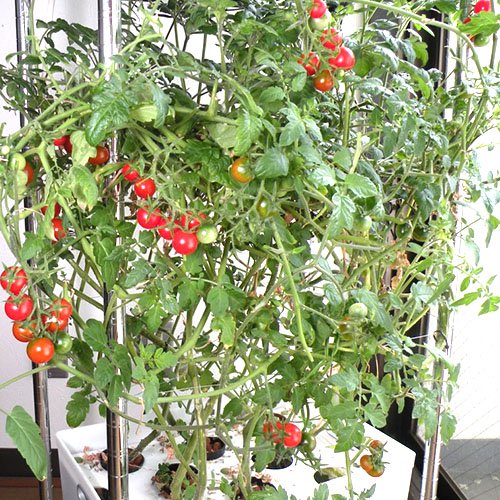 ミニトマトの水耕栽培日誌 水耕栽培専門のリビングファーム ショップ